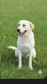 Rescue Labrador Retriever Dogs for Adoption in Harlingen, Texas - MARCELA | PetCurious