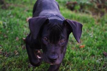 Fergus -  Cane Corso Dog for Adoption in Belleville, Michigan - Fergus | PetCurious