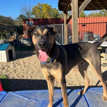 Rescue Shepherd and Doberman Pinscher Dogs for Adoption in South Elgin, Illinois - Ares | PetCurious