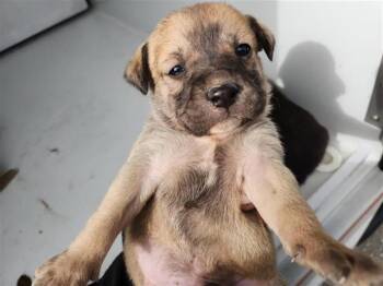 Staffordshire Bull Terrier and Mixed Breed Dogs Available for Adoption - A650849 | PetCurious