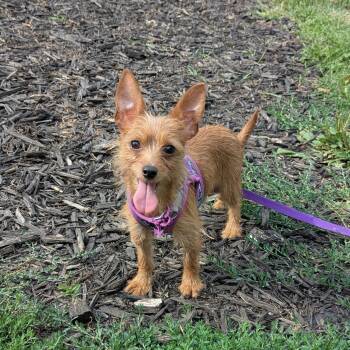 Dori -  Terrier Dog for Adoption in Fairmont, Minnesota - Dori | PetCurious