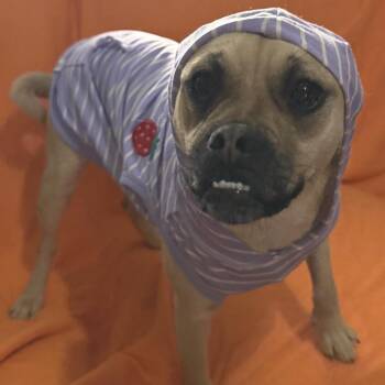 Pug and Mixed Breed Dogs Available for Adoption in Farmersville, Ohio - Rosie | PetCurious