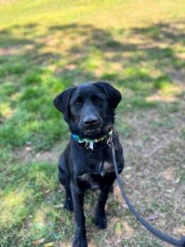 Black Labrador Retriever and Mixed Breed Dogs Available for Adoption in Aiken, South Carolina - Smokey | PetCurious