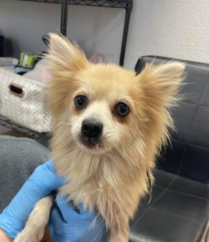 Pomeranian Dogs Available for Adoption in Bolivar, Missouri - Sassie | PetCurious