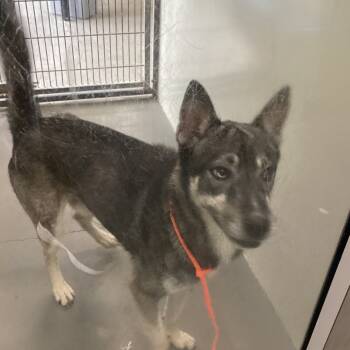 Rescue Husky Dogs for Adoption in Montgomery, Alabama - Ken | PetCurious