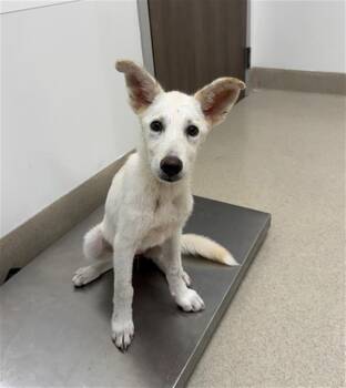 DULCE -  Husky and Labrador Retriever Dog for Adoption in Baytown, Texas - DULCE | PetCurious