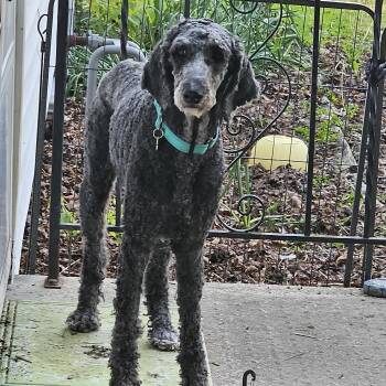 Poodle Dogs Available for Adoption in Grafton, Ohio - Clara | PetCurious