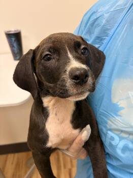 Brice -  Mixed Breed Dog for Adoption in Raleigh, North Carolina - Brice | PetCurious