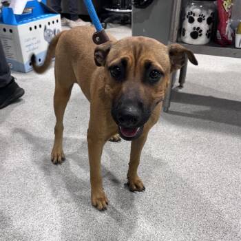 Kali -  Black Mouth Cur Dog for Adoption in Tampa, Florida - Kali | PetCurious