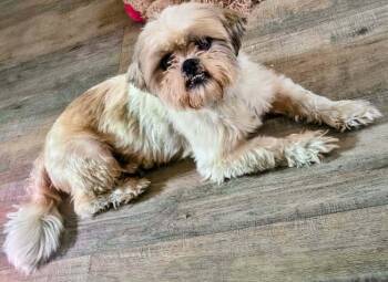 Pop Tart -  Shih Tzu Dog for Adoption in Plymouth, Michigan - Pop Tart | PetCurious