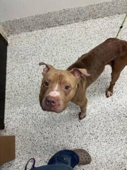 Bumble -  Mixed Breed Dog for Adoption in Atlanta, Georgia - Bumble | PetCurious