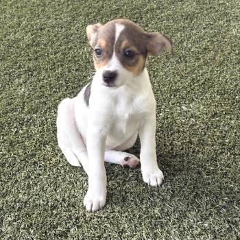 Penguin 0969 -  Jack Russell Terrier and Mixed Breed Dog for Adoption in Loxahatchee Groves, Florida - Penguin 0969 | PetCurious