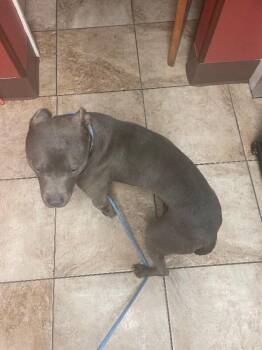 King Kong -  Mixed Breed Dog for Adoption in Cincinnati, Ohio - King Kong | PetCurious