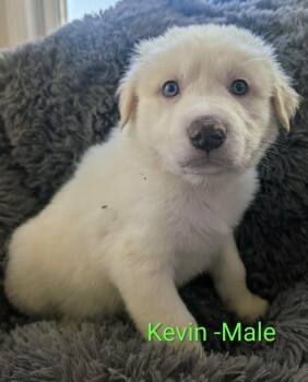 Kevin -  Great Pyrenees Dog for Adoption in Cheektowaga, New York - Kevin | PetCurious
