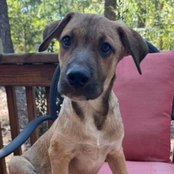 Fawks -  Mixed Breed Dog for Adoption - Fawks | PetCurious