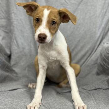 Rescue Mixed Breed Dogs for Adoption in Harrisburg, North Carolina - Eloise Bridgerton (CONC-A-8832) | PetCurious