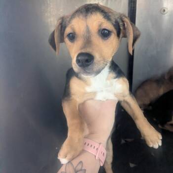 Terrier Dogs Available for Adoption - Villalba | PetCurious