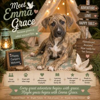 Emma Grace -  Labrador Retriever and Black Mouth Cur Dog for Adoption in Farmington, Missouri - Emma Grace | PetCurious