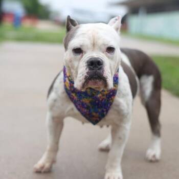 DIOR -  American Bulldog Dog for Adoption in San Antonio, Texas - DIOR | PetCurious