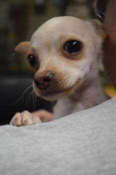 Rescue Chihuahua Dogs for Adoption in Pahrump, Nevada - Lily | PetCurious
