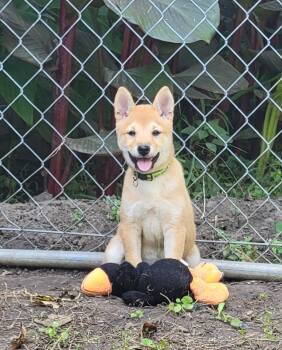 Pixie -  Shiba Inu Dog for Sale in Manito, Illinois - Pixie | PetCurious