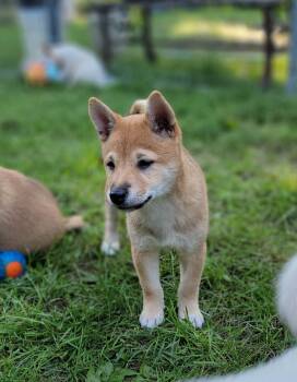 Pixie -  Shiba Inu Dog for Sale in Manito, Illinois - Pixie | PetCurious