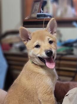 Pixie -  Shiba Inu Dog for Sale in Manito, Illinois - Pixie | PetCurious