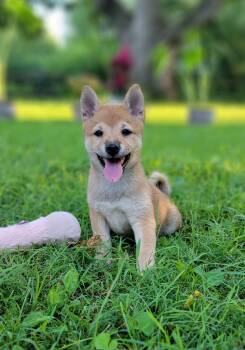 Pixie -  Shiba Inu Dog for Sale in Manito, Illinois - Pixie | PetCurious
