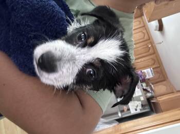 Rescue Jack Russell Terrier Dogs for Adoption in Claremont, California - Sparky | PetCurious