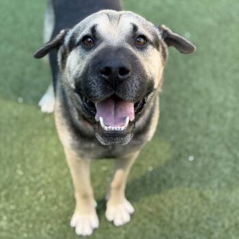 Rumble -  Shar Pei and German Shepherd Dog Dog for Adoption in Greensboro, North Carolina - Rumble | PetCurious