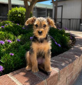 Snoop Dog -  Yorkshire Terrier Dog for Adoption in Lathrop, California - Snoop Dog | PetCurious