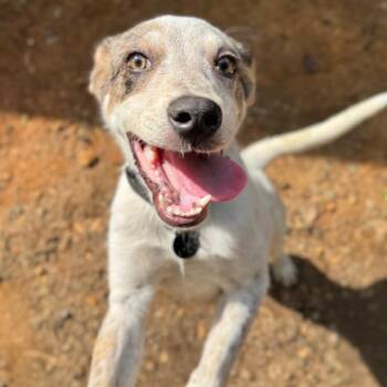 Drady -  Mixed Breed Dog for Adoption in Fredericksburg, Virginia - Drady | PetCurious