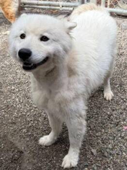 Rocket -  American Eskimo Dog Dog for Adoption in Newburg, Missouri - Rocket | PetCurious