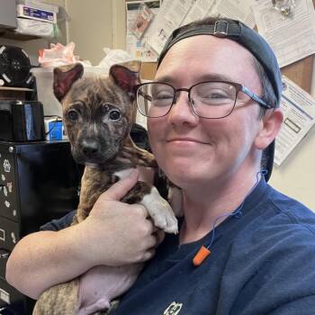 Terrier Dogs Available for Adoption in West Jefferson, Ohio - Dexter @ Prison Program | PetCurious