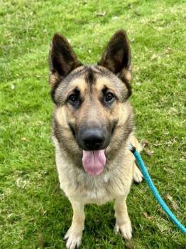 German Shepherd Dog and Mixed Breed Dogs Available for Adoption - CLOVER | PetCurious