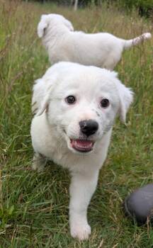 Winston -  Great Pyrenees and Mixed Breed Dog for Adoption in Minneapolis, Minnesota - Winston | PetCurious