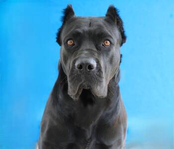 MAMBA -  Cane Corso Dog for Adoption in Pasadena, California - MAMBA | PetCurious