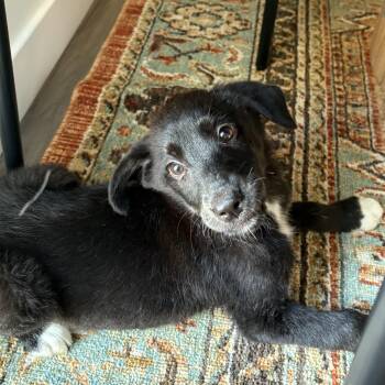 Labrador Retriever and Border Collie Dogs Available for Adoption in San Diego, California - Willa | PetCurious