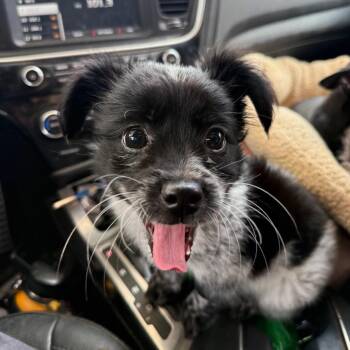 Chico -  Mixed Breed Dog for Adoption in Aberdeen, North Carolina - Chico | PetCurious
