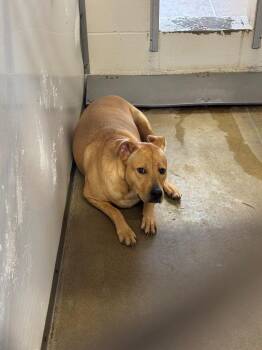 Dream* -  Labrador Retriever and Mixed Breed Dog for Adoption in Belton, Texas - Dream* | PetCurious