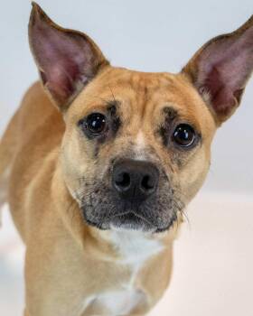 Rescue Terrier Dogs for Adoption in Kennesaw, Georgia - Benjamin | PetCurious