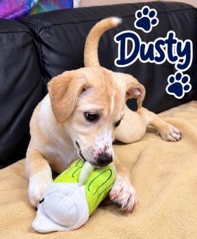Dusty Rhodes -  Labrador Retriever Dog for Adoption in Rock Hill, New York - Dusty Rhodes | PetCurious