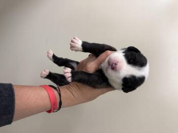 Rescue Mixed Breed Dogs for Adoption in Hiawatha, Kansas - Lavender’s Babes | PetCurious