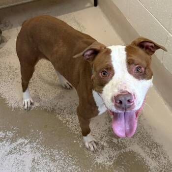 Nc-6 King -  Pit Bull Terrier Dog for Adoption in Lawrenceville, Georgia - Nc-6 King | PetCurious