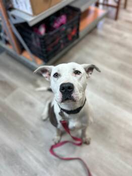 Pit Bull Terrier and Labrador Retriever Dogs Available for Adoption - Vada | PetCurious