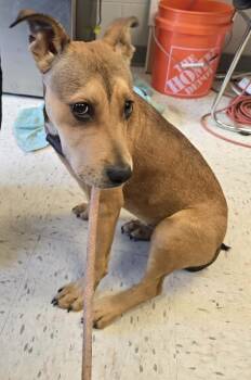 Australian Shepherd Dogs Available for Adoption in Humble, Texas - Injured Pup | PetCurious