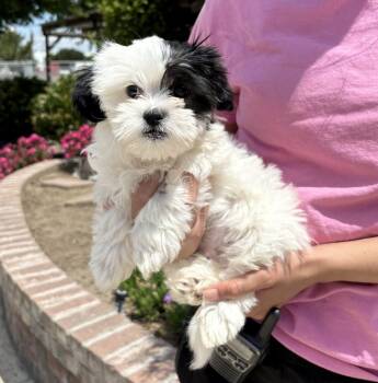Shih Tzu Dogs Available for Adoption in Lathrop, California - Dior | PetCurious