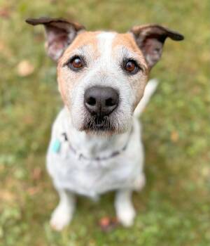 Toby -  Labrador Retriever and Portuguese Podengo Dog for Adoption in Erin, Ontario - Toby | PetCurious