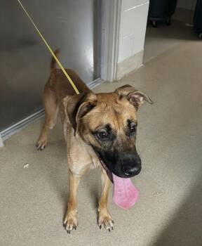 Rescue Terrier Dogs for Adoption in Seguin, Texas - Jax | PetCurious