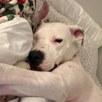 Mixed Breed Dogs Available for Adoption in Sarasota, Florida - Beauty | PetCurious